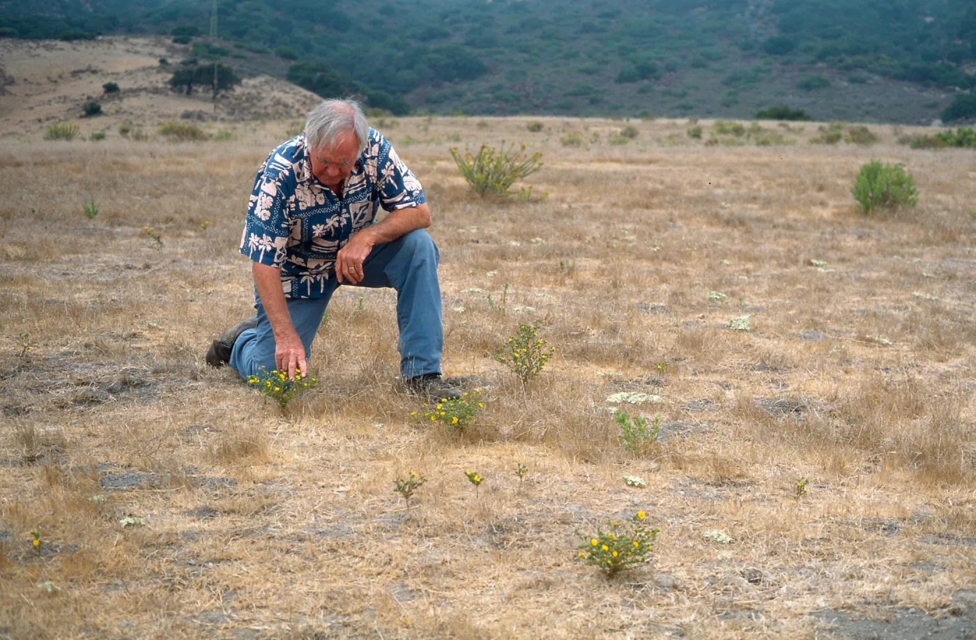 Gaviota Tar Weed, Paul Huebner, Hollister Ranch