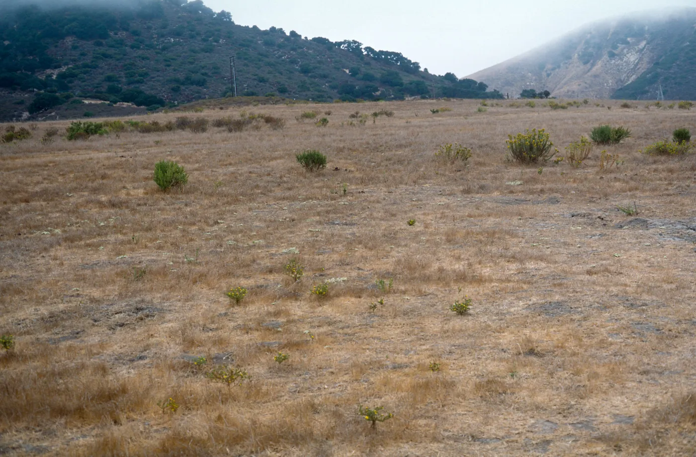Gaviota Tar Weed, Hollister Ranch