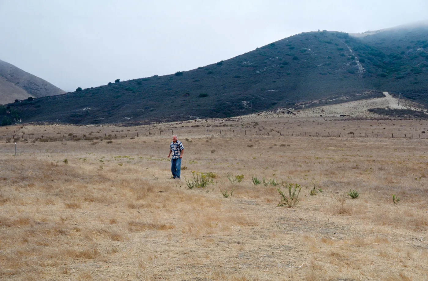 Gaviota Tar Weed, Hollister Ranch