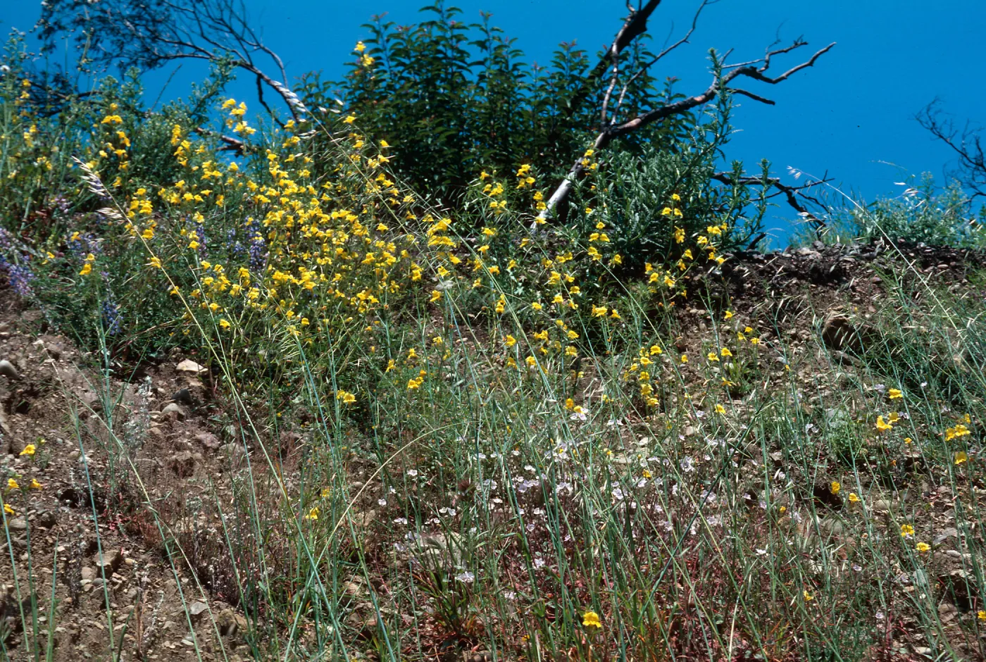 Mimulus brevipes, Wheeler fire 1985