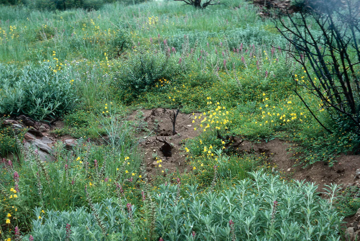 Wheeler Fire 1985