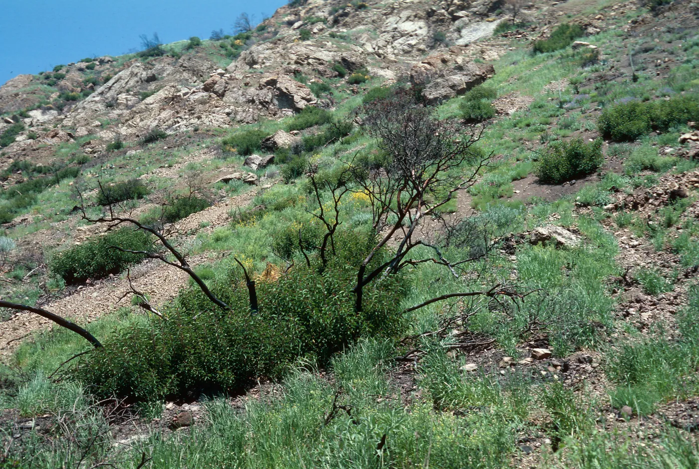 Wheeler Fire 1985