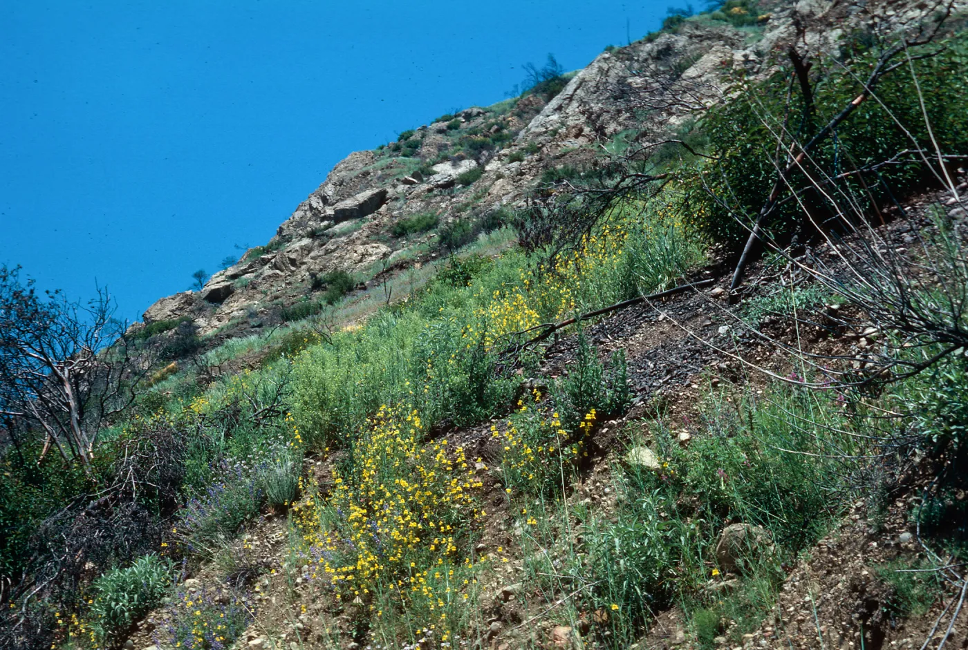 Wheeler Fire 1985