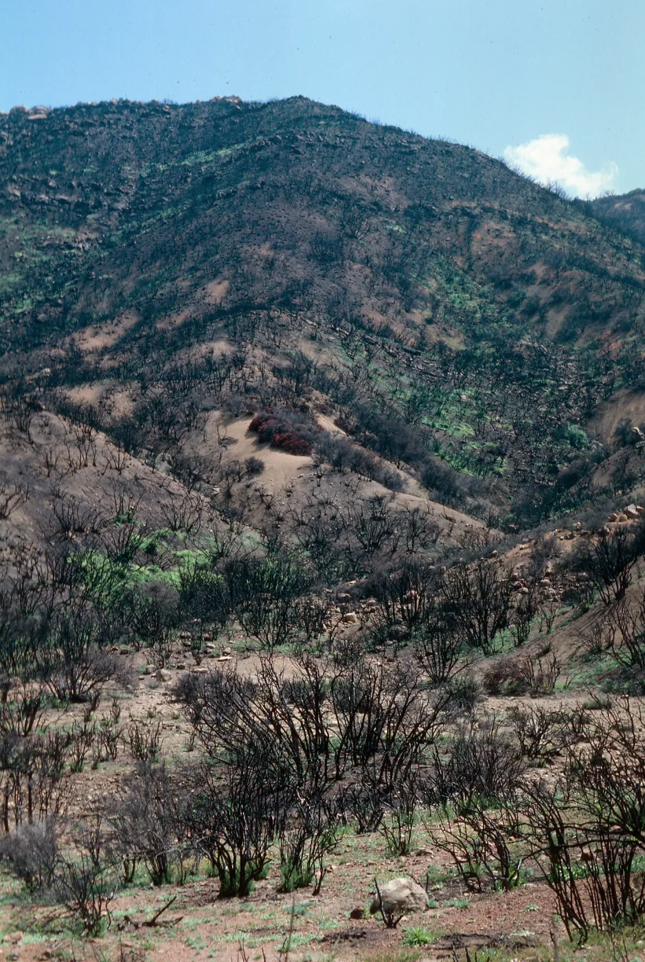 Wheeler Fire 1985