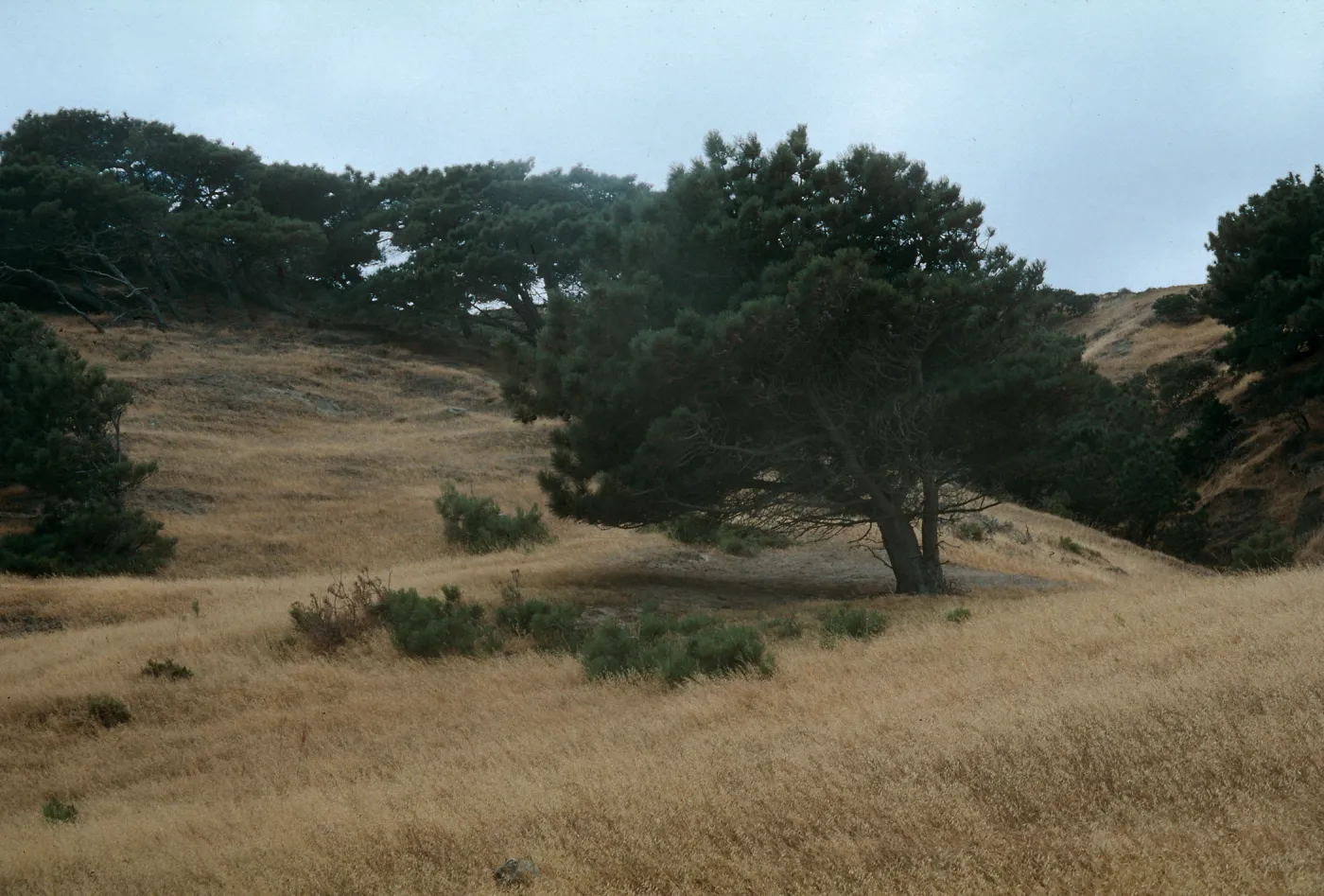 Santa Rosa Island