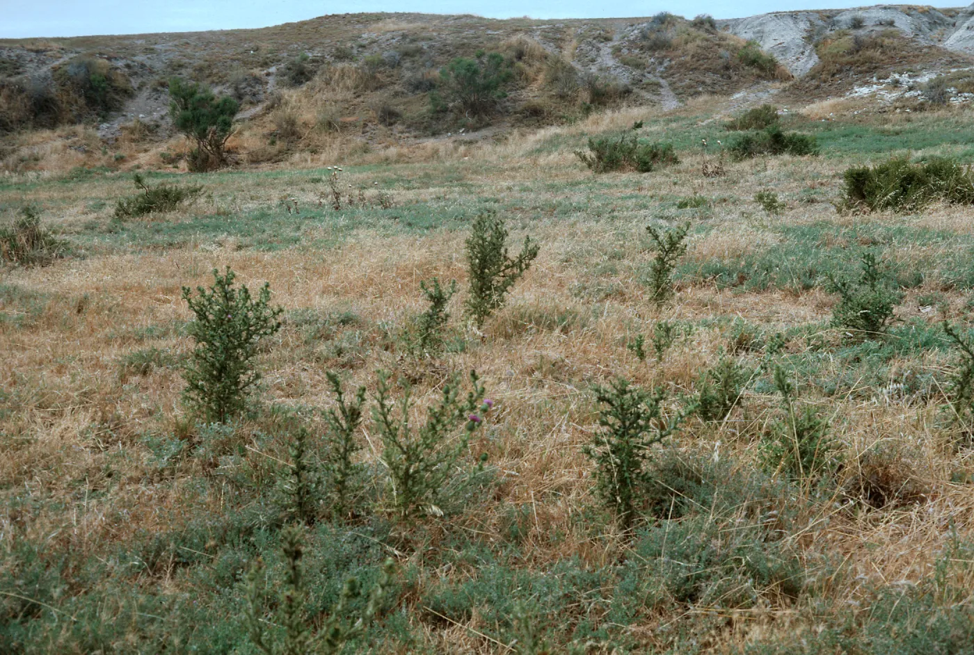 Bull thistle, Santa Rosa Island