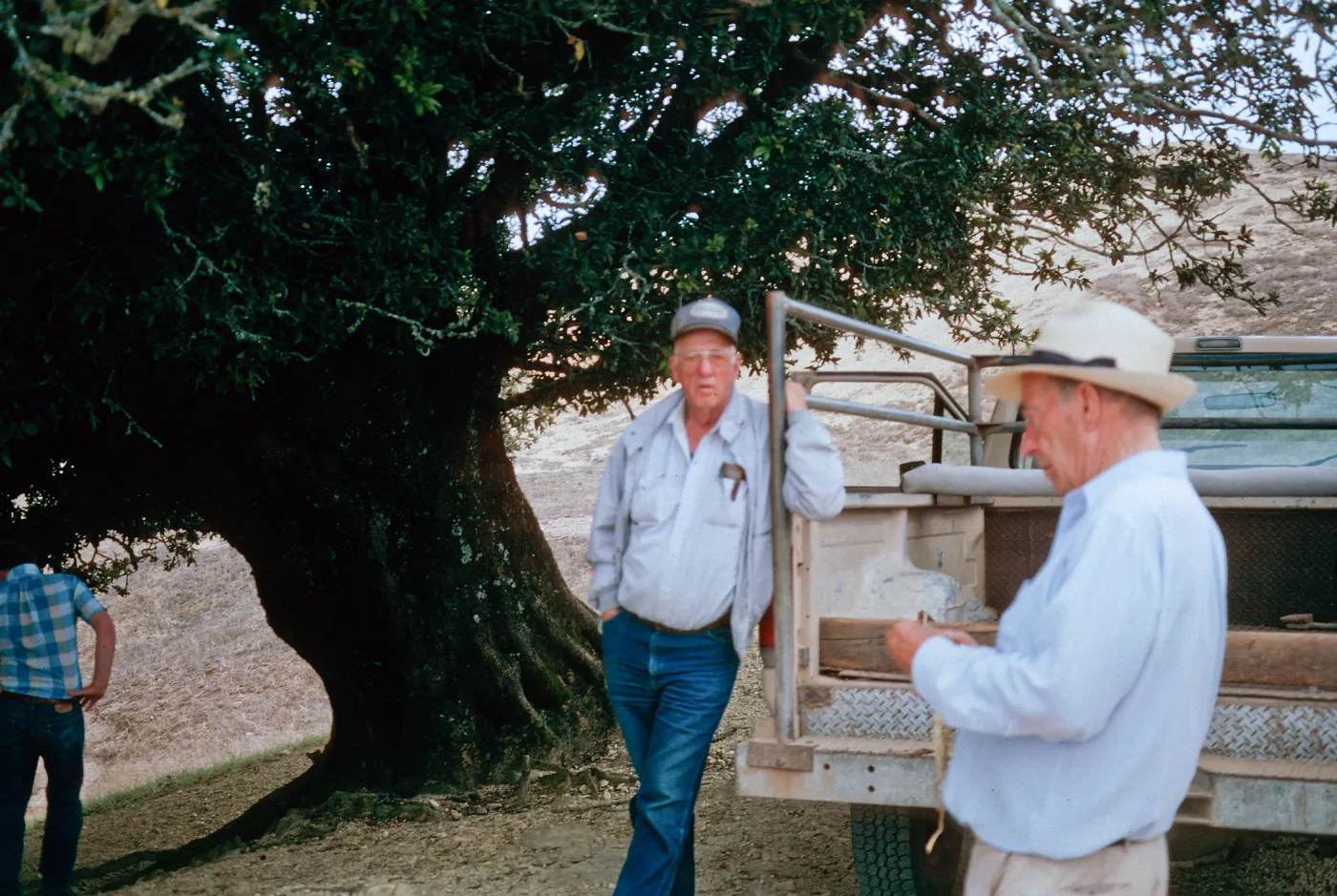 oak, Santa Rosa Island