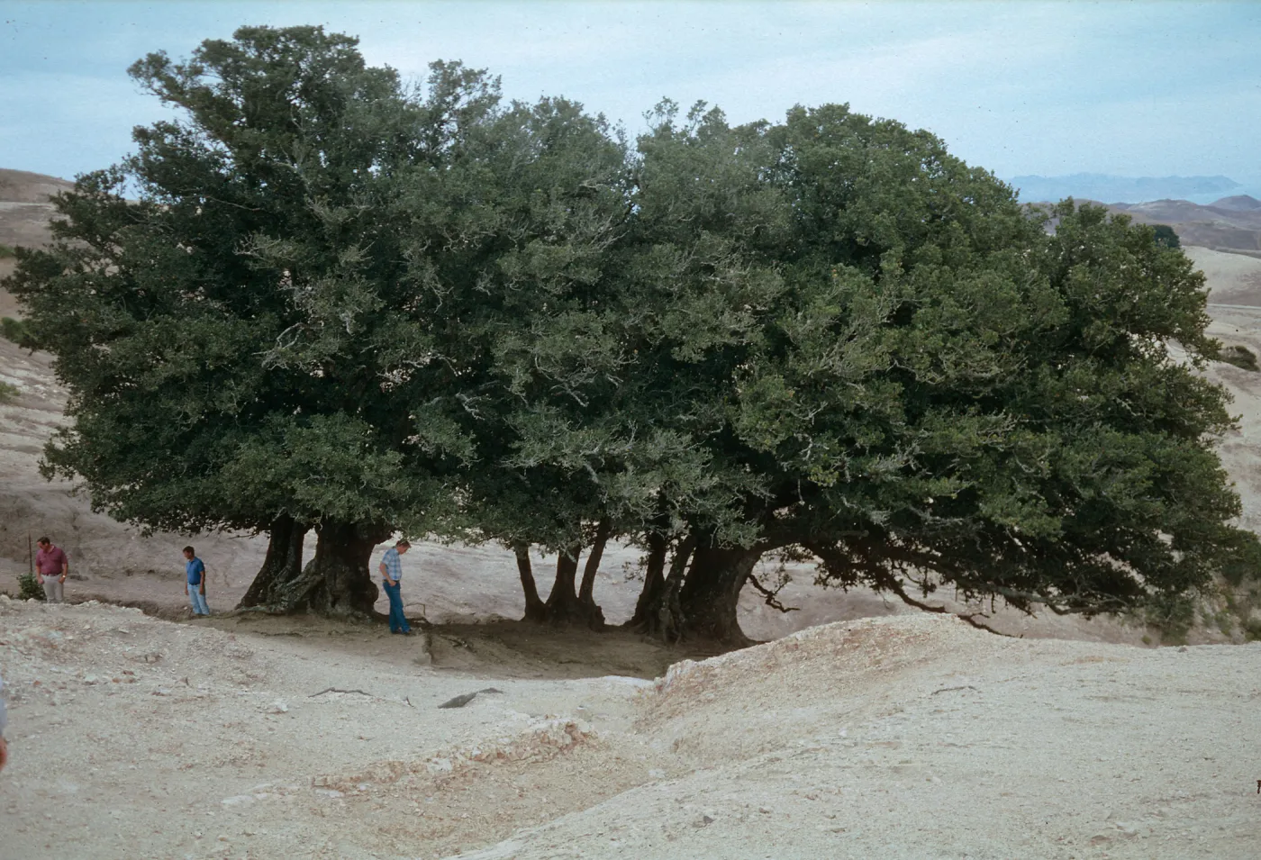 oaks, Santa Rosa Island