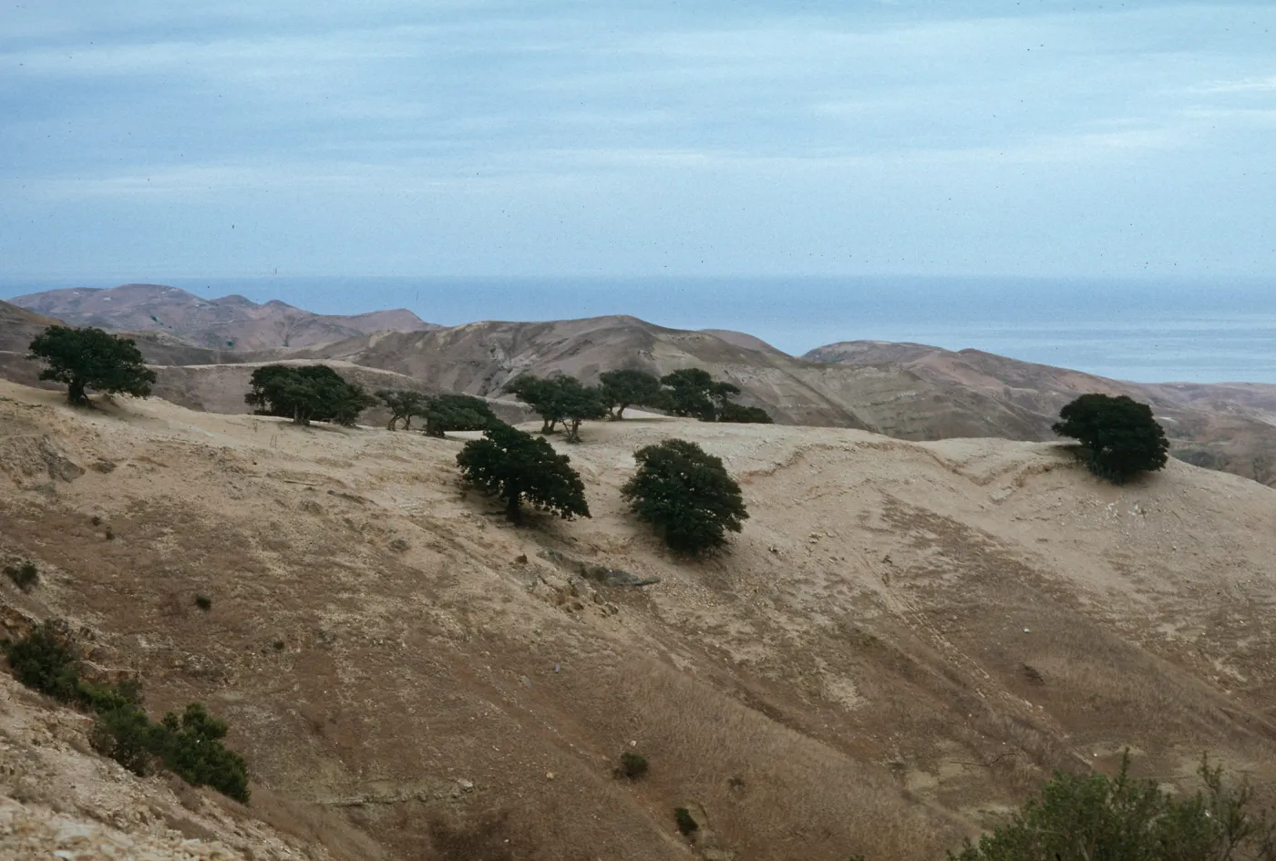 oaks, Santa Rosa Island