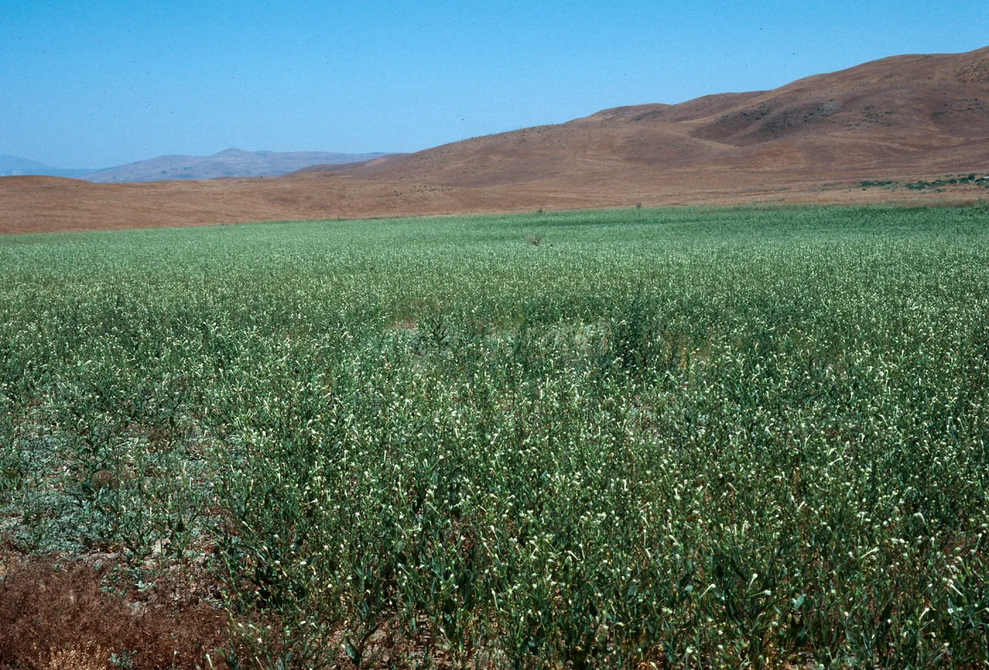 Soda Lake Road