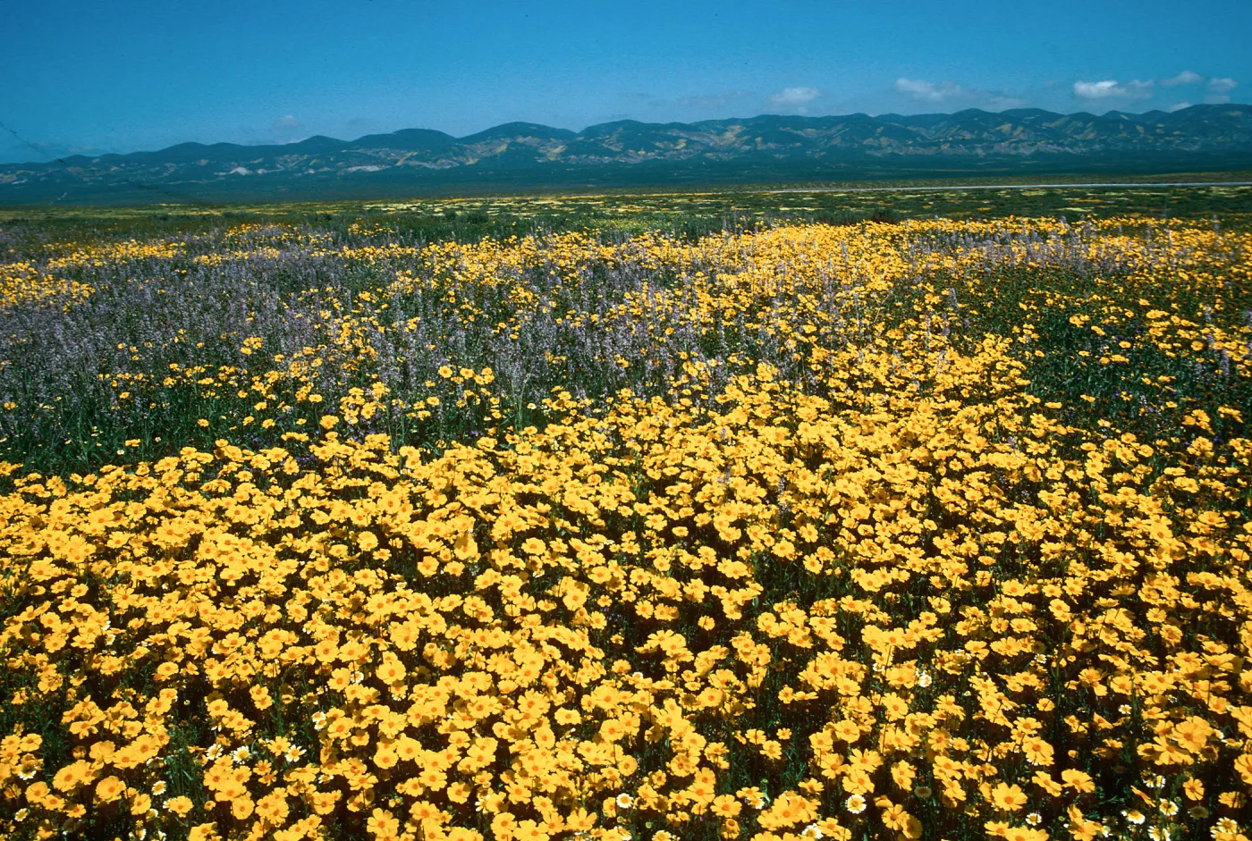 Soda Lake