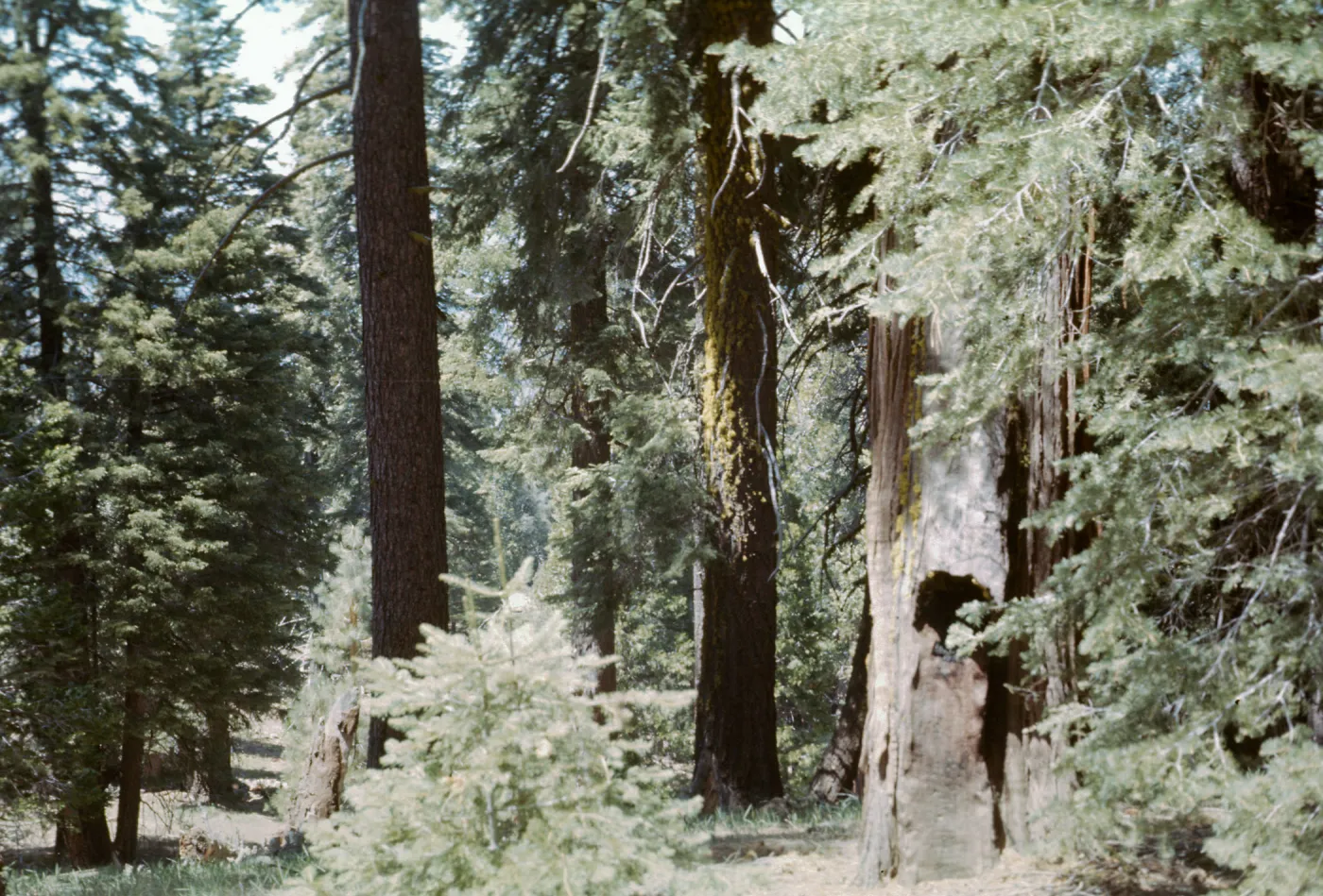 Big Pine ?