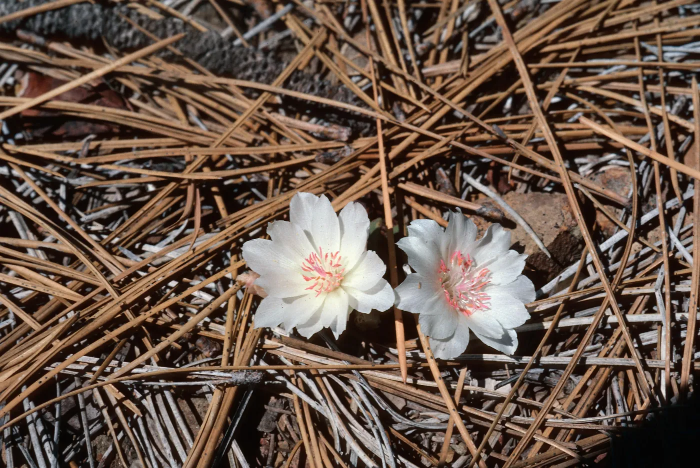 Lewisia, Big Pine