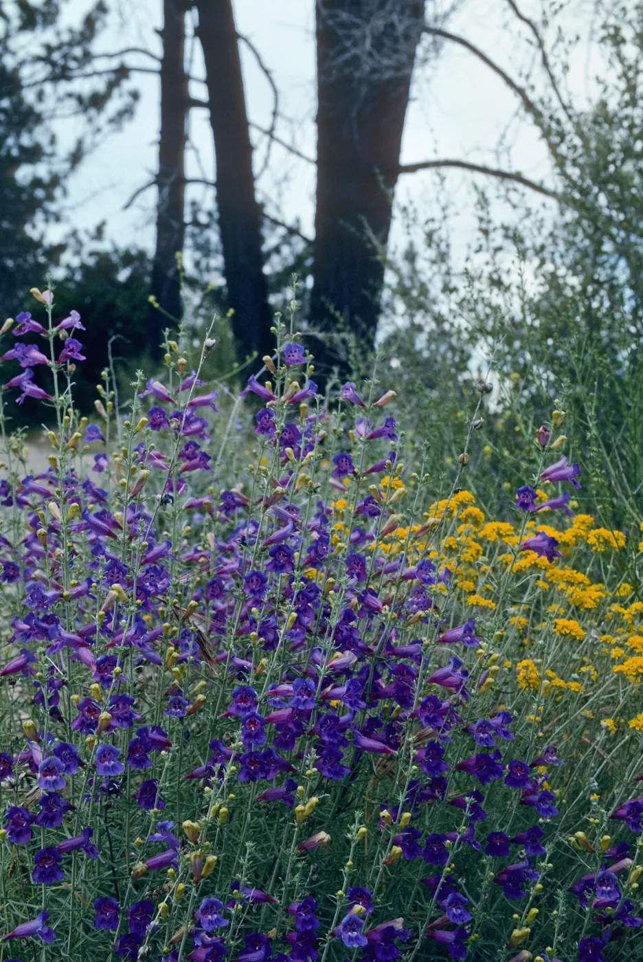 Penstemon & Golden yarrow, Cat-Way, Figueroa