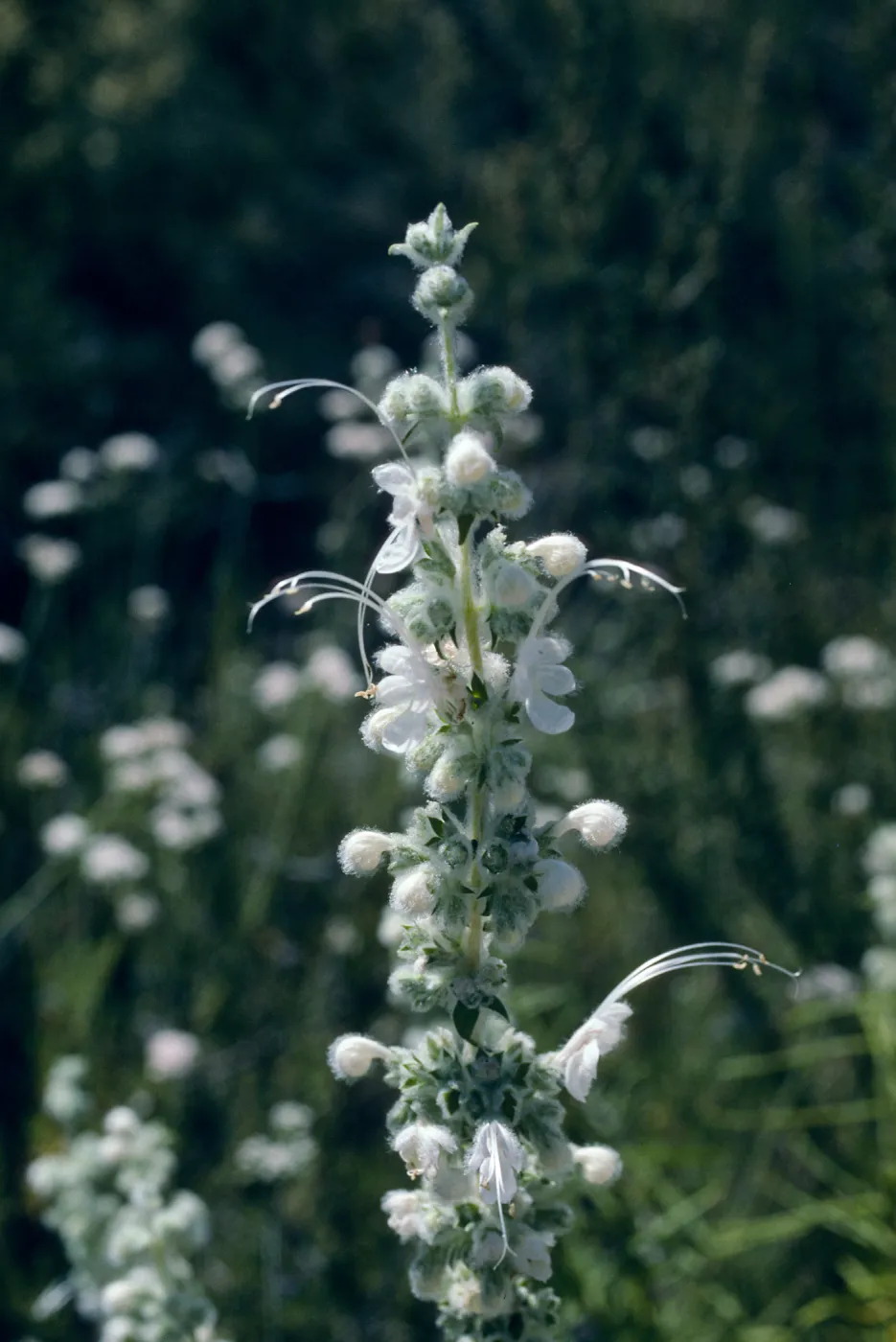 Trichostema lanatum (albino), wooly blue curls, Romero Bates Canyon