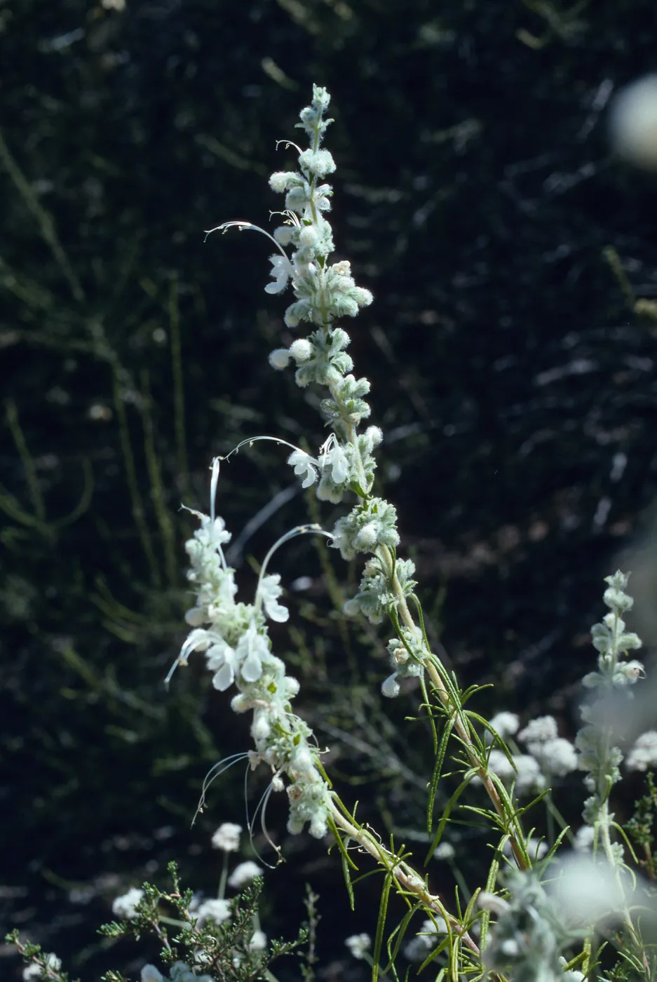 Trichostema lanatum (albino), wooly blue curls, Romero Bates Canyon