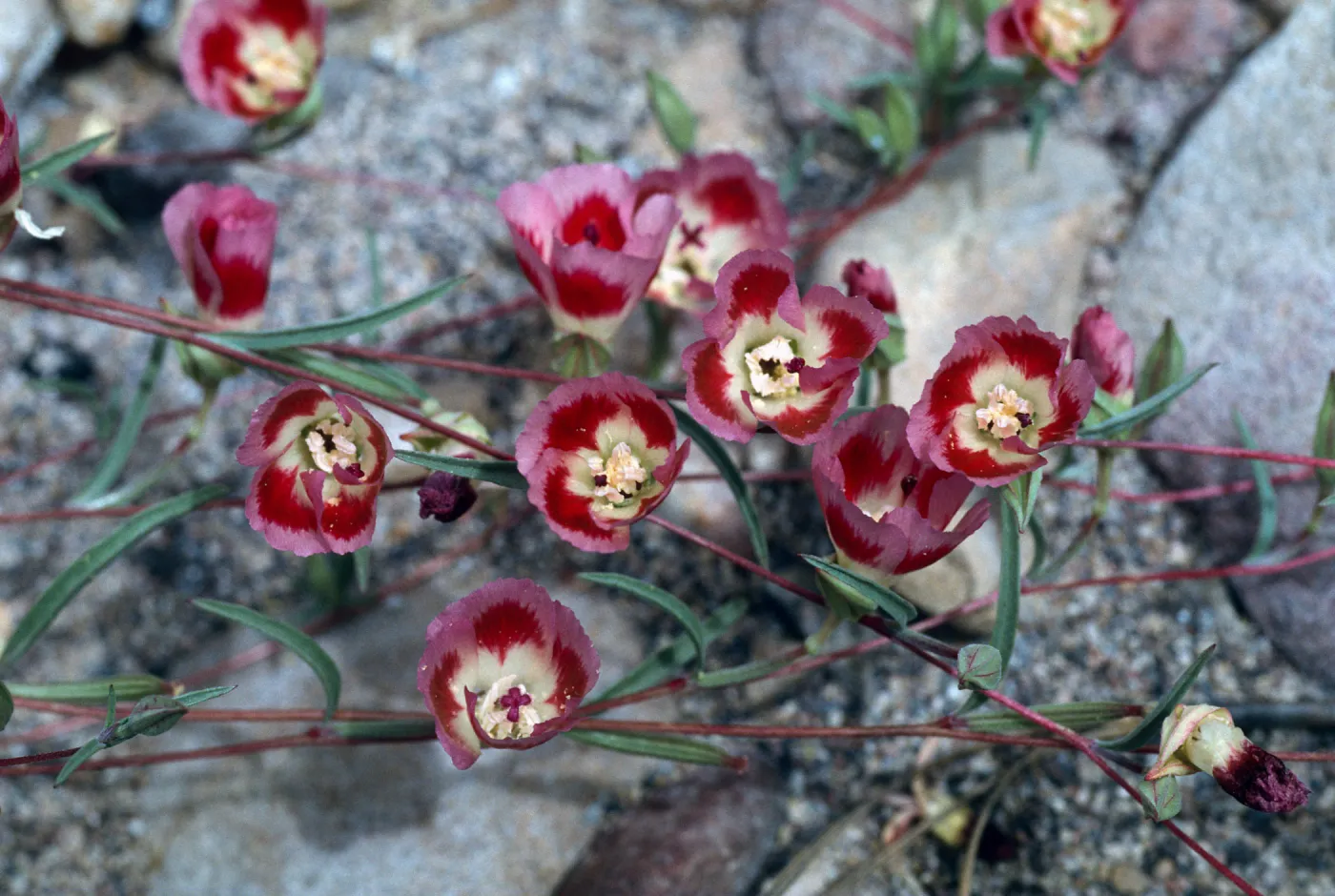 Clarkia, Highway 58 burn, August 1996, American Canyon