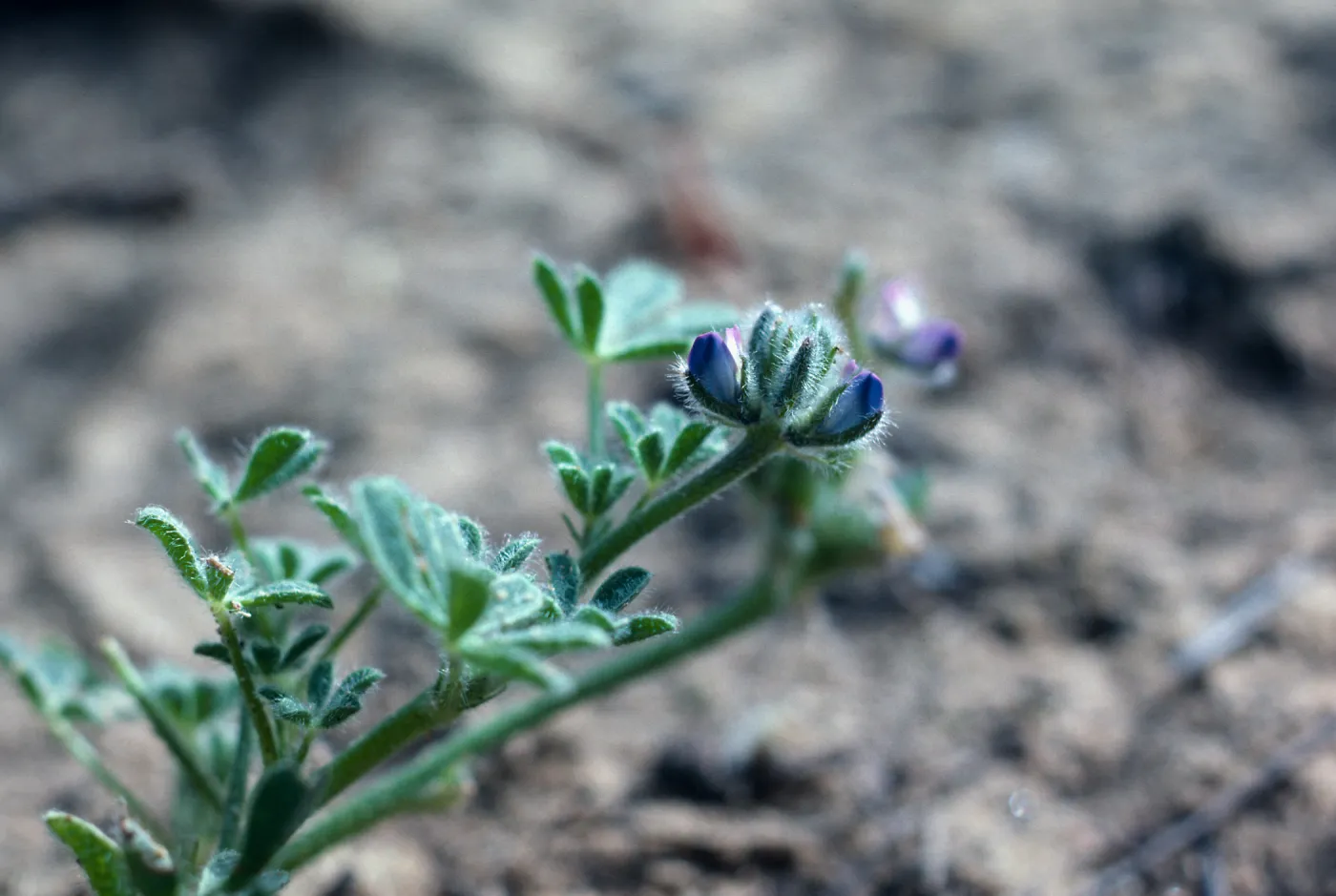 Nipomo (Lupine)