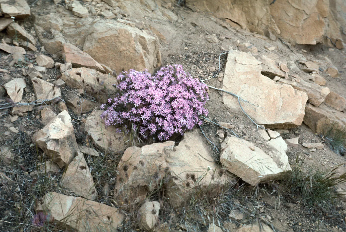 Leptodactylon californicum, Big Pine 