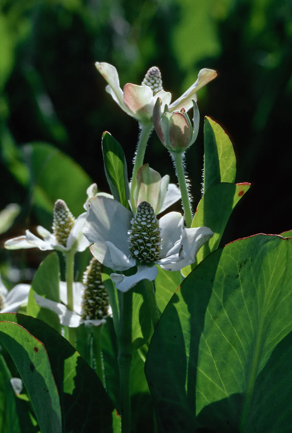 Yerba mansa, Amenopsis californica, Las Flores Ranch