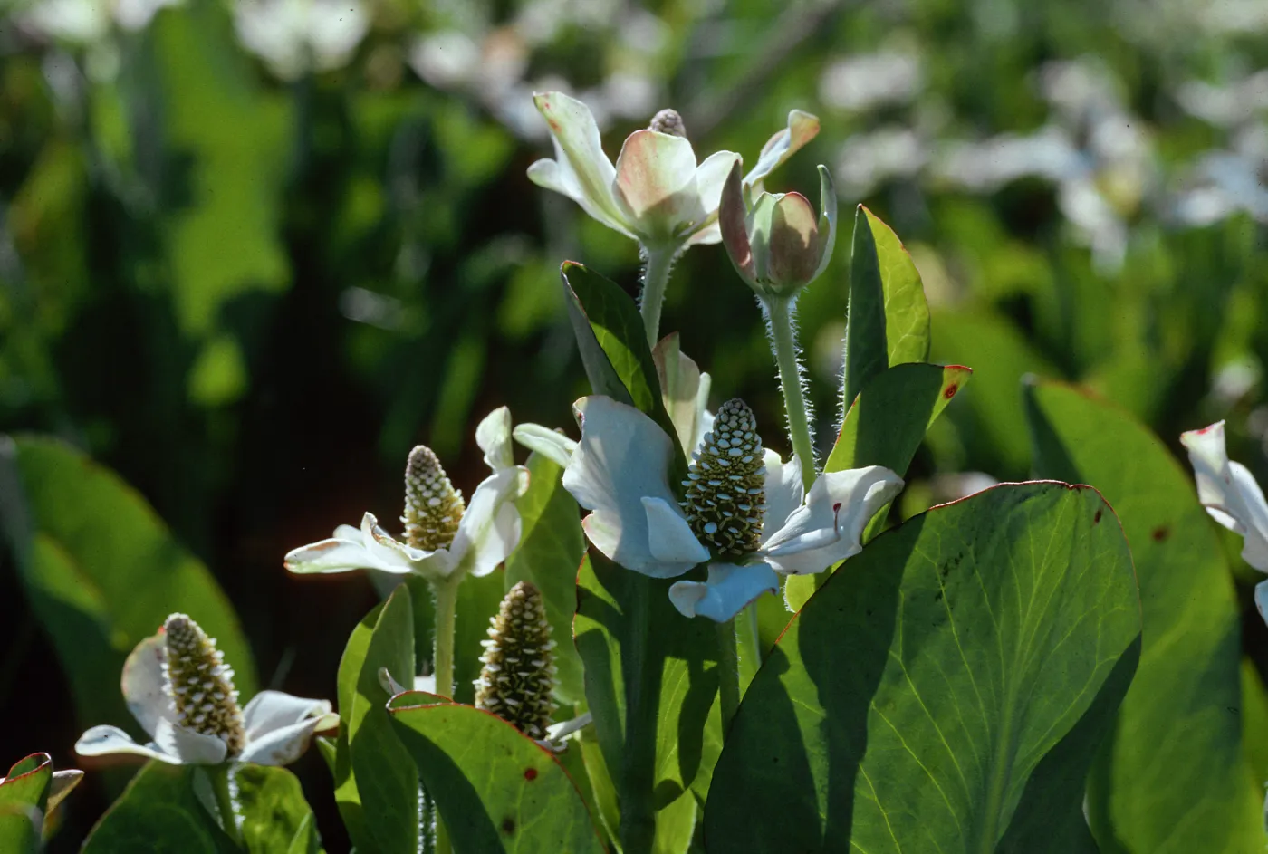 Yerba mansa, Amenopsis californica, Las Flores Ranch