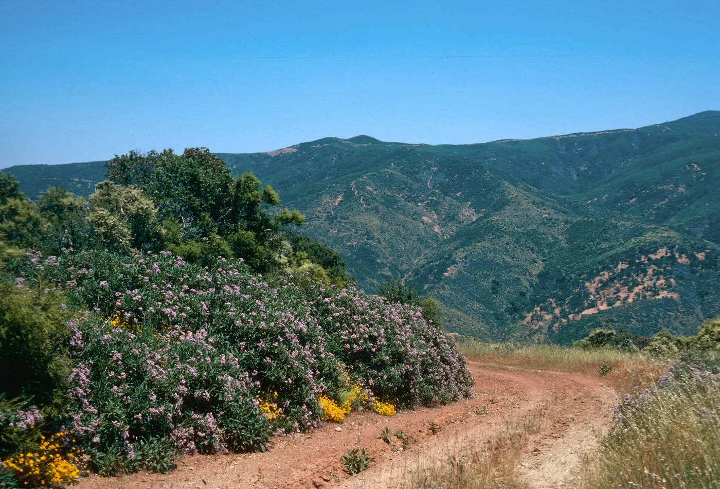 Yerba Santa. yarrow, Kelley Canyon, S M Mts
