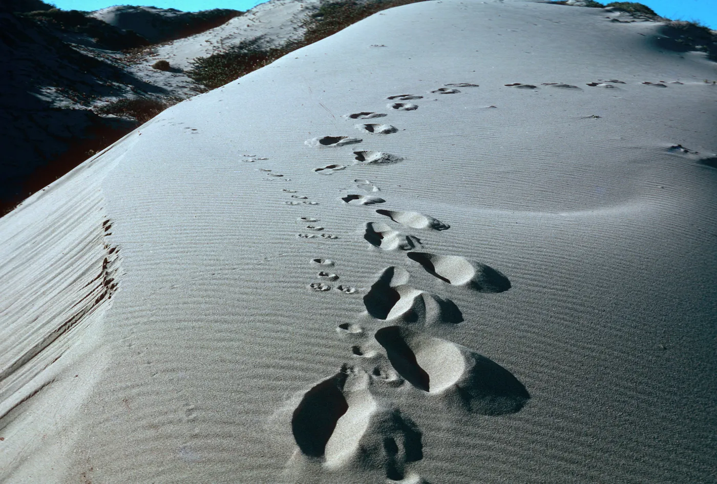 Guadalupe Dunes