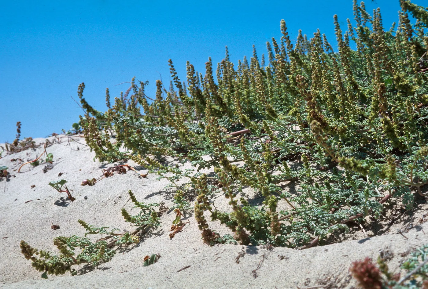 Sandbur, Guadalupe Dunes