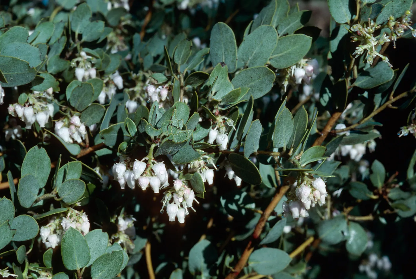 arctostaphylos (Manzanita), Cuesta Grade