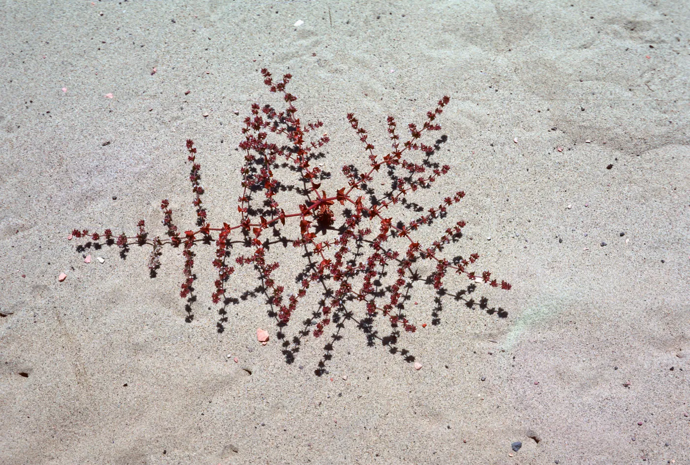Chorizanthe californica, Guadalupe