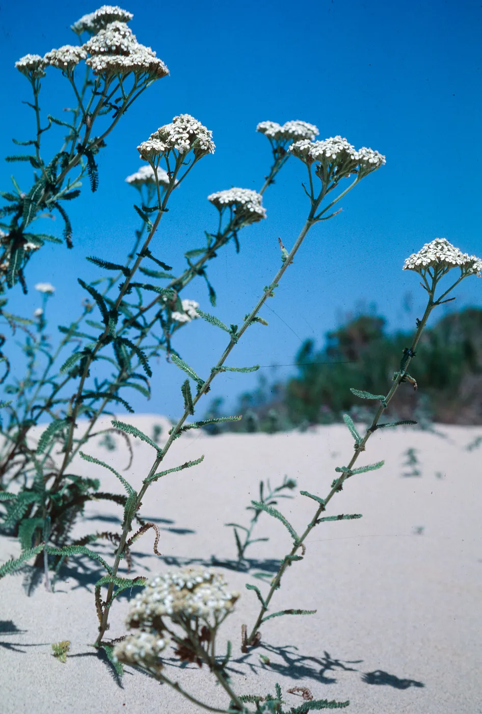 Yarrow