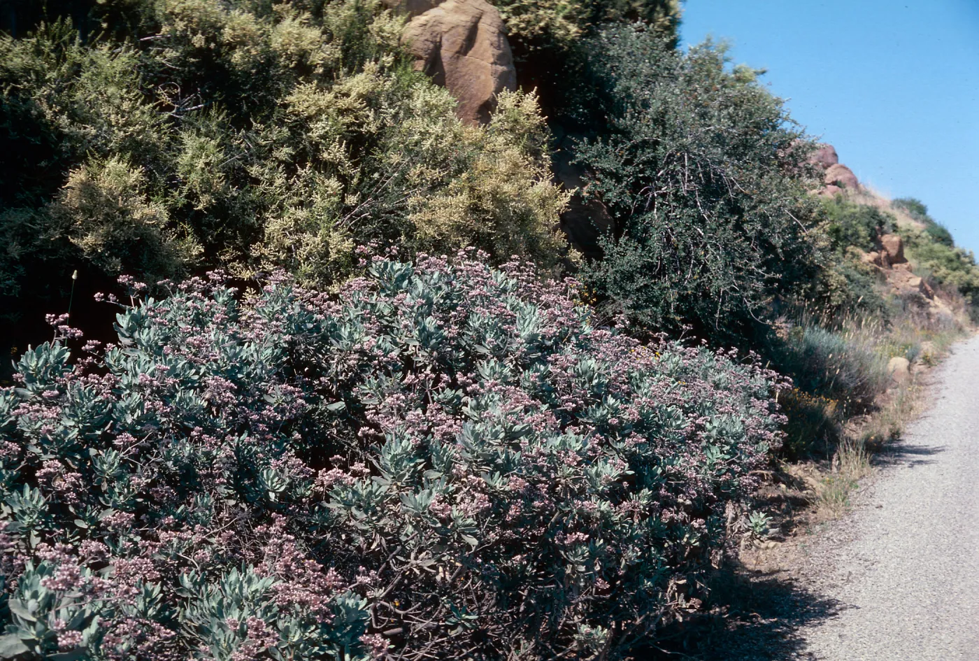 Yerba Santa