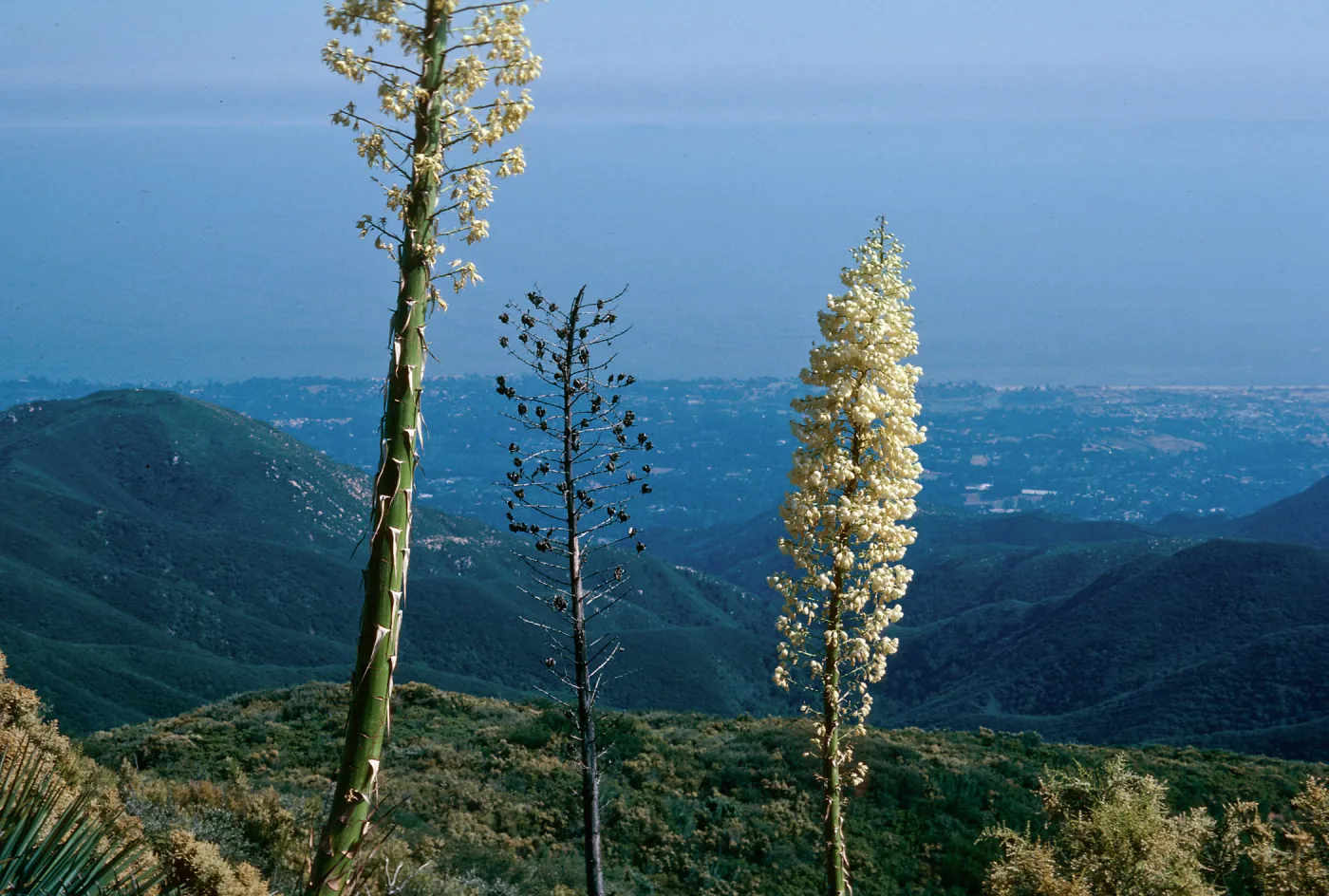 Yucca brevifolia