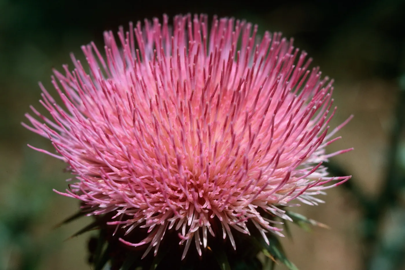 Cirsium