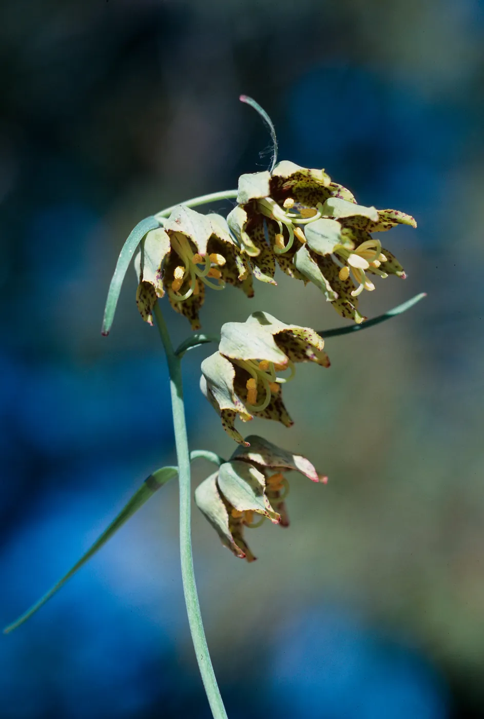 Fritillaria ojaiensis, Ojai Fritillary, Colson Canyon
