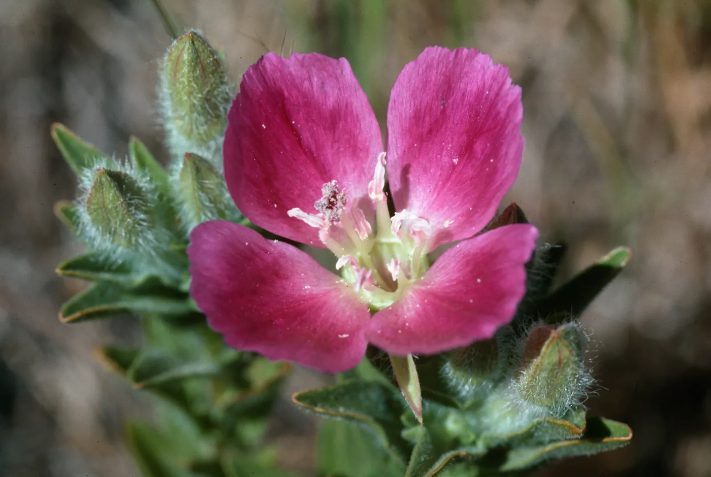 Clarkia, Point Sal