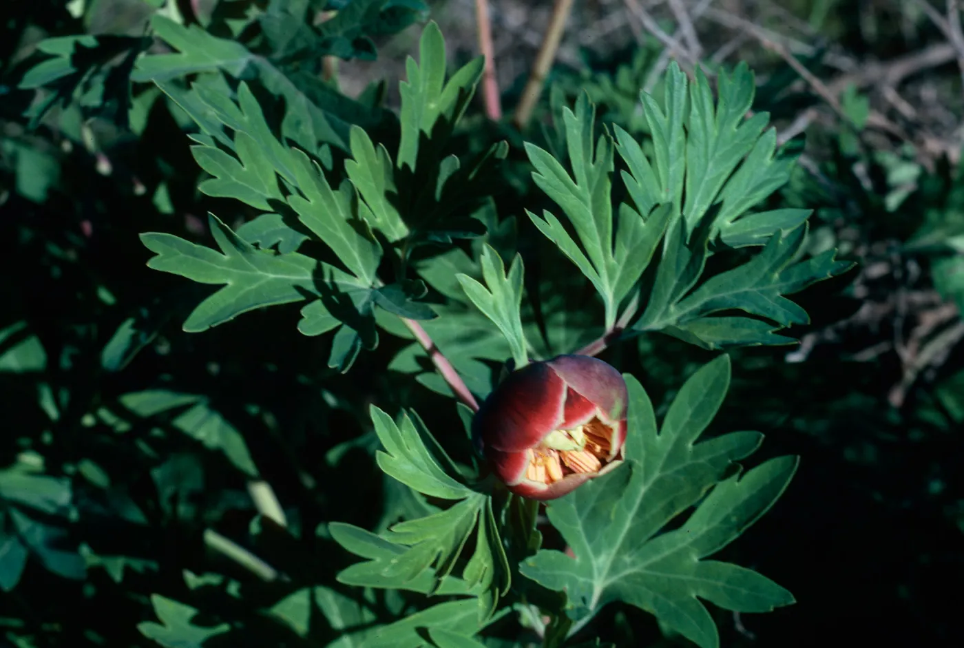Peony