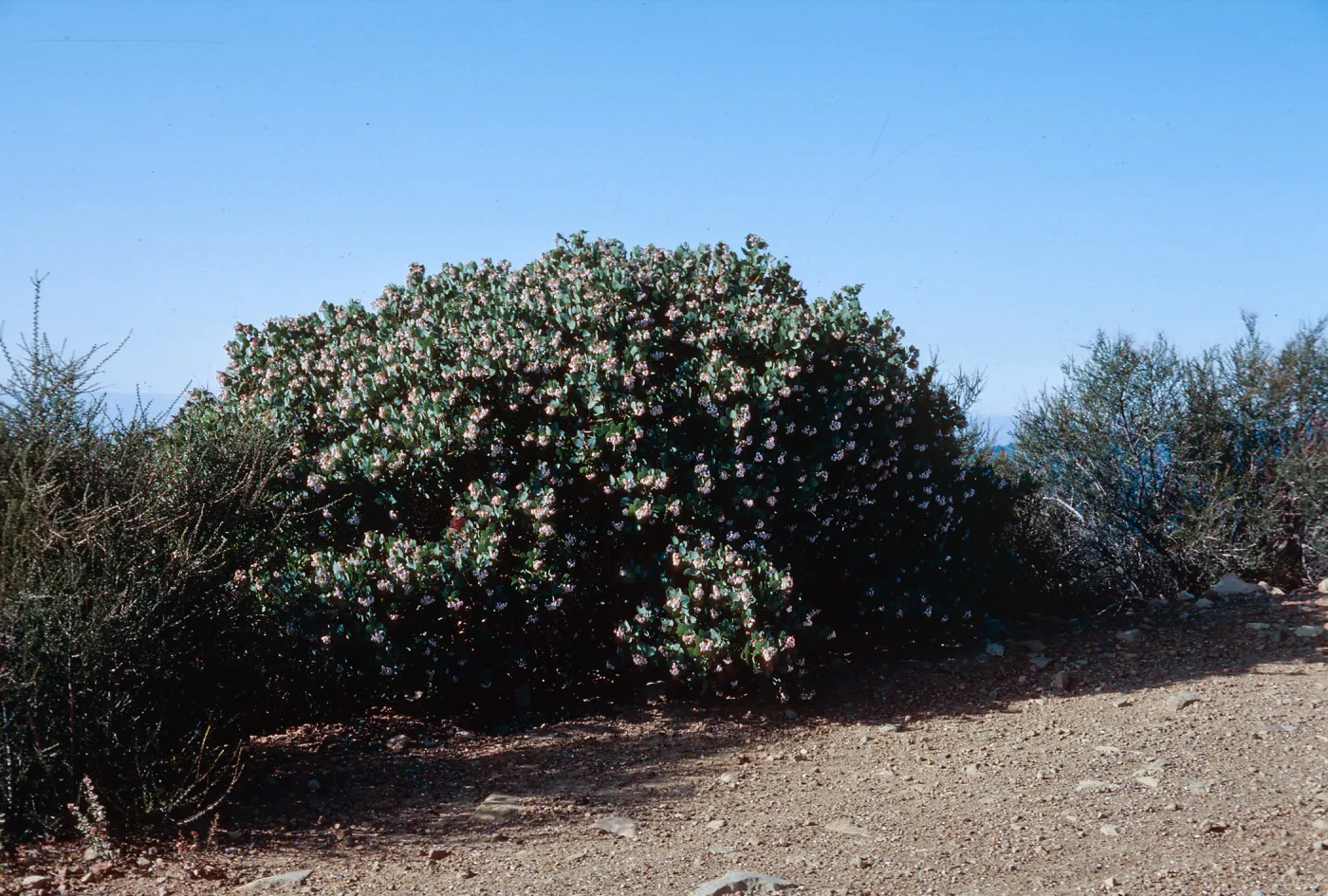 Arcostaphylos glauca
