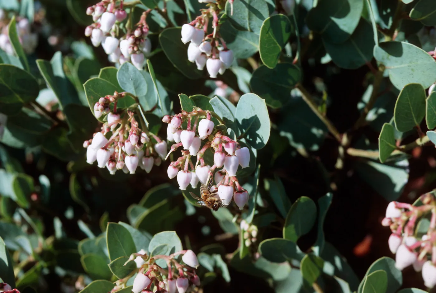 Arcostaphylos glauca