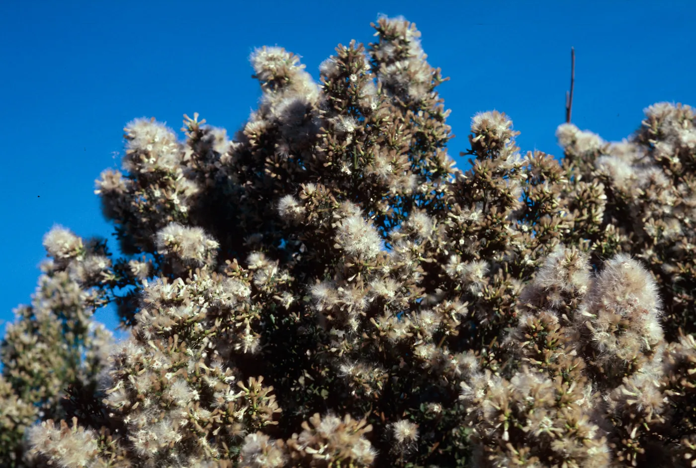 Baccharis