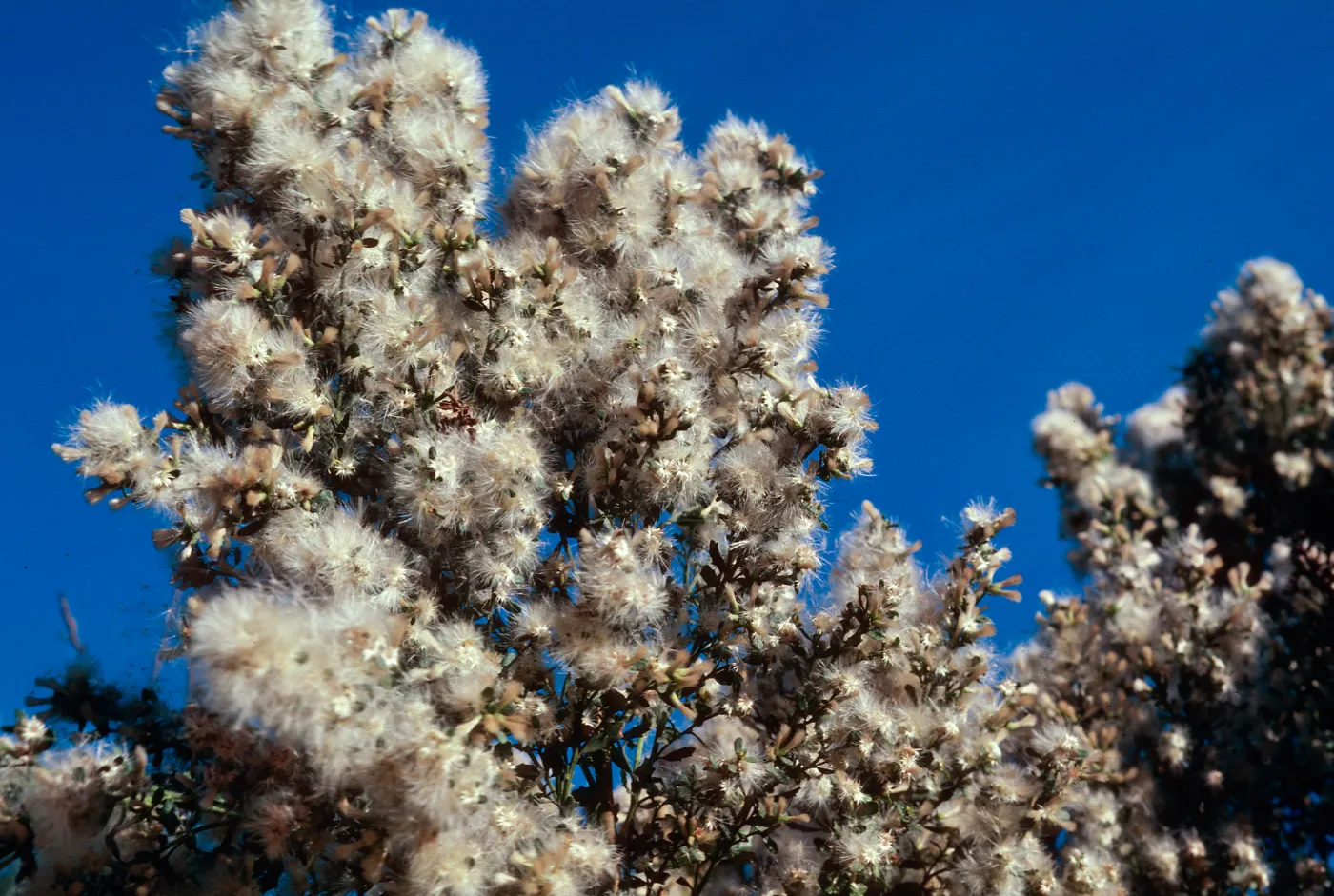Baccharis