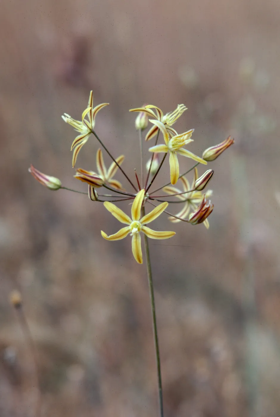 Bloomeria crocea, Aliso Canyon
