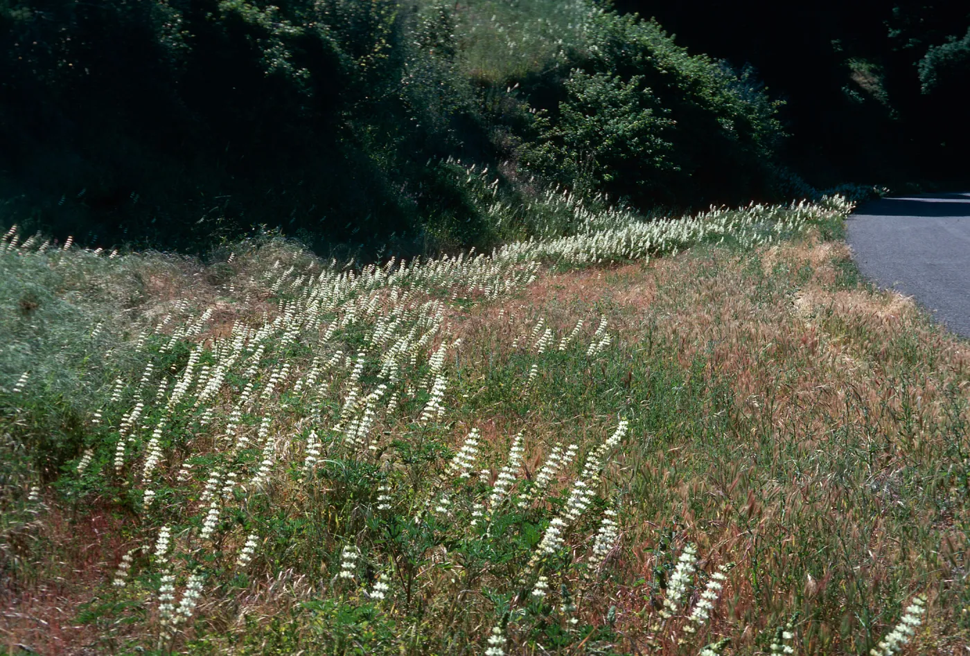 Lupinus densiflorus