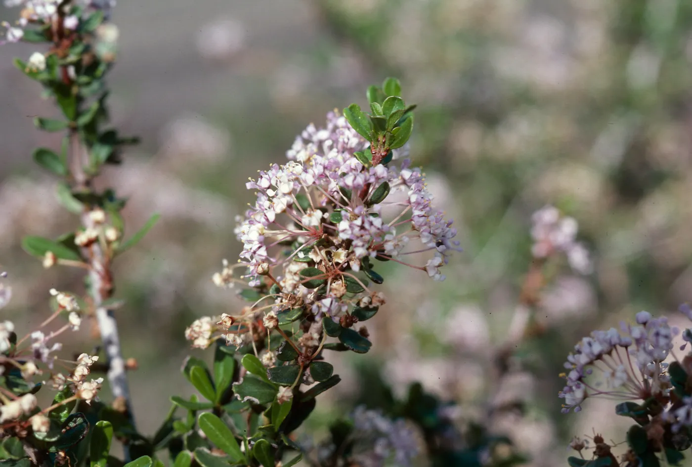 Ceanothus cuneatus