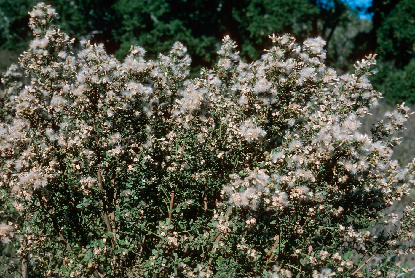 Coyote Bush â™€