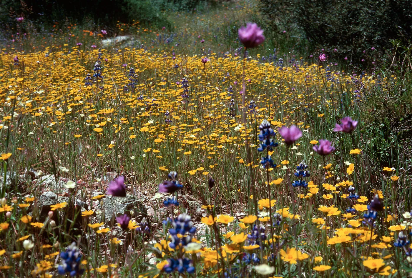 Layia, Colson Canyon, Yellow 