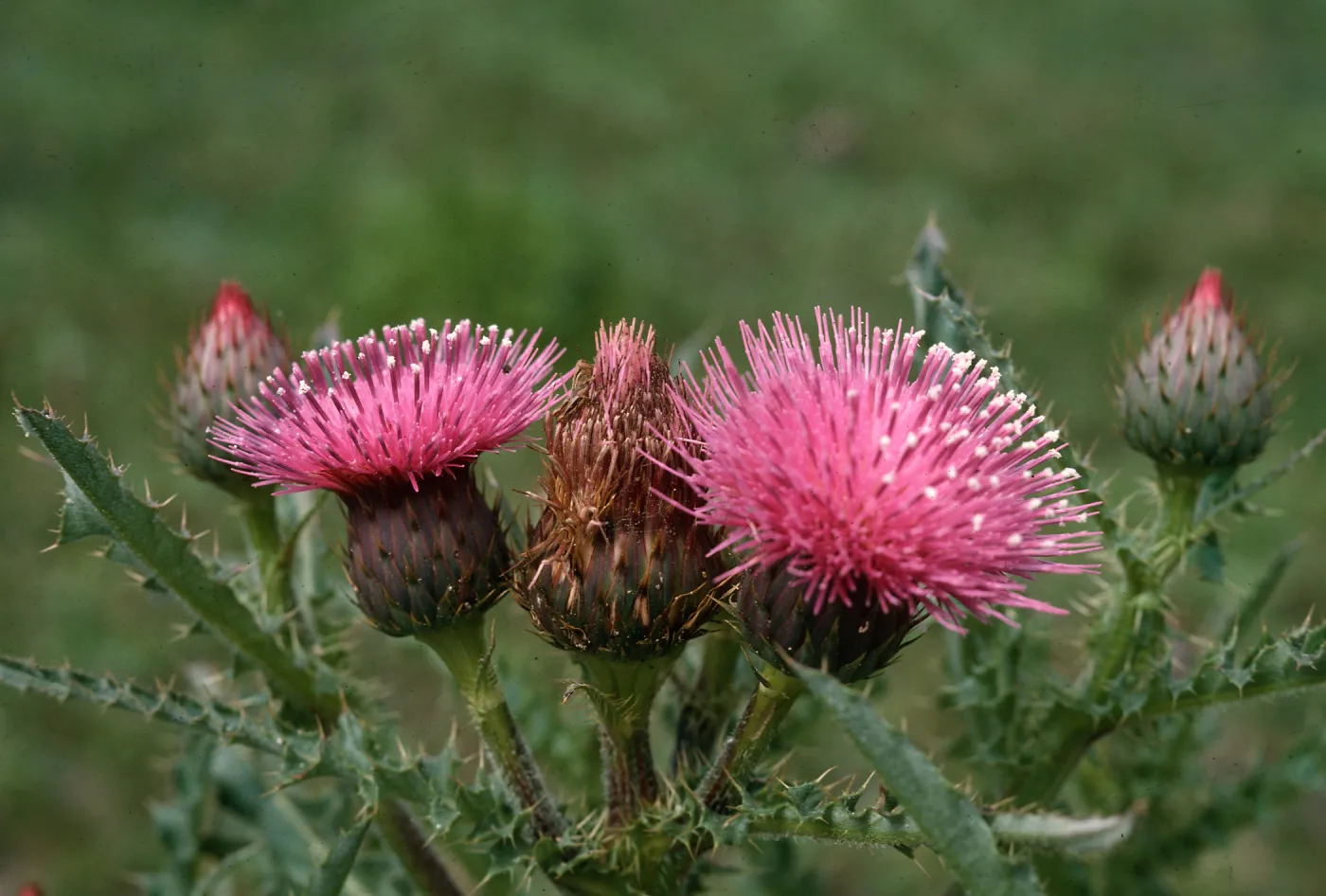 Cirsium species