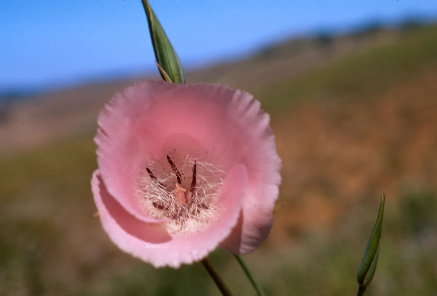 Calochortus