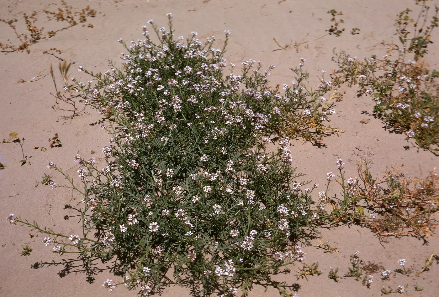 Cakilie maritima