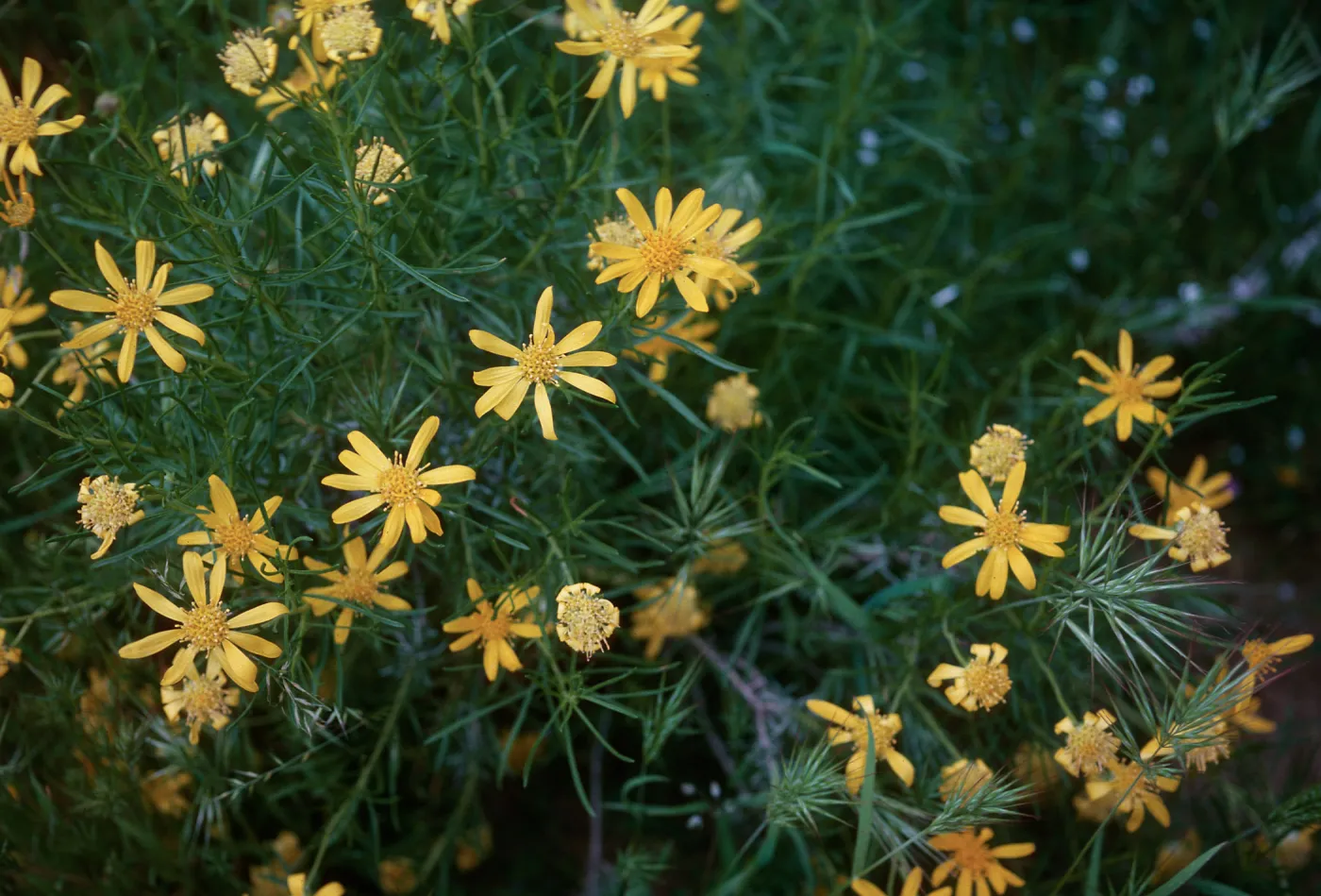 Haplopappus linearifolius